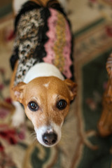 Portrait of a Jack Russel 