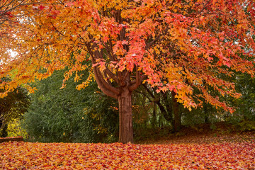 Leaves falling off tree and covering my front yard in autumn