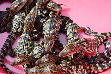 Group of baby crocodiles. Crocodile farming