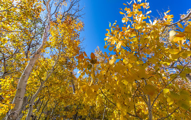 Fall colors in Mono County, CA