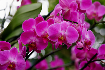 Floral Background. Phalaenopsis hybrids orchid (moth orchids) pink and white flowers blooming in the greenhouse. 