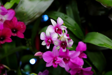 Dendrobium hybrid orchid red pink and white flowers blooming in the garden. Green orchid leaves....
