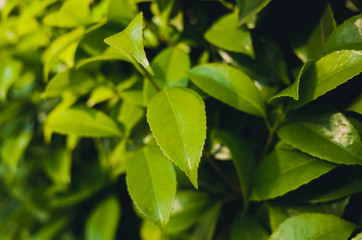 Fototapeta na wymiar green leaves of tree