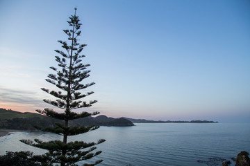 Evening view looking down into Sandy Bay towards the north with Whananaki in distance. Calm day on usually big surf beach. Norfolk pine and native bush in foreground. Kiwi sunset, muted cool tones.