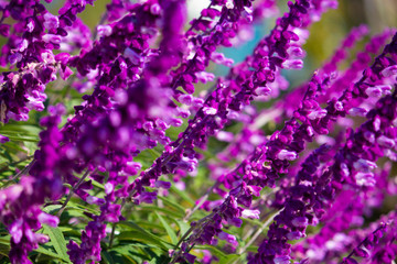 サルビア・レウカンサ（別名：アメジストセージ、メキシカンブッシュ、ベルベットセージ）