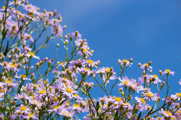 Obraz na płótnie Canvas シオン（紫苑、学名: Aster tataricus）。秋に咲く。漢方の原料にもなり利尿作用がある。