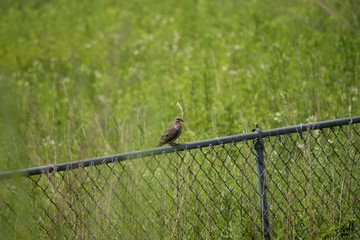 Mourning Dove on a Fence