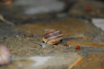 grape snail
