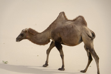 Camels Camelus bactrianus Sand Dunes on Horizon