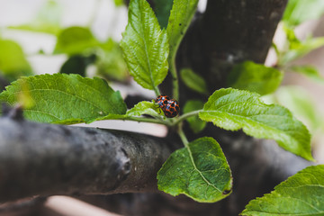 laybugs on apple tree leaves close-up macro shot