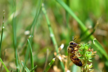 bee on a flower