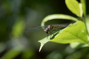 Blue Dasher Eating