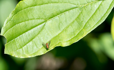 Fly