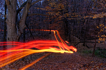 fire in the forest