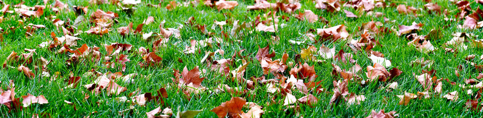 panorama view of fallen leaves on the grass