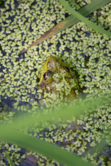 Green Frog
