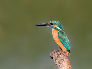 Common Kingfisher Portrait on Green Background
