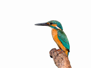 Common Kingfisher Portrait on White Background, Isolated