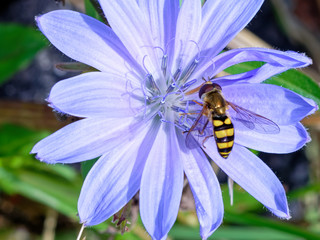 bee on a  purple flower