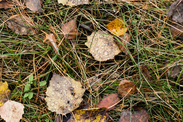 Background. Autumn brown leaves with raindrops, green grass, yellow pine needles on the ground in the forest. Close-up.