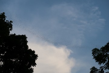 Bat swarm in the sky