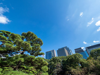 Obraz premium 青空と東京のオフィスビル