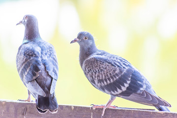 Wild pigeons have light gray hairs. There are two black bands on each wing. But both wild birds and birds have a variety of colors