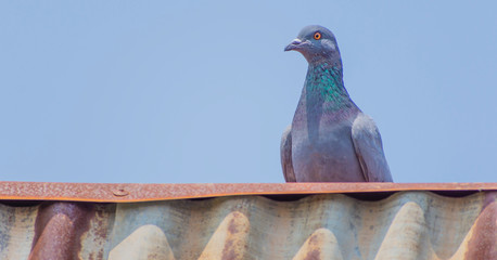 Wild pigeons have light gray hairs. There are two black bands on each wing. But both wild birds and birds have a variety of colors