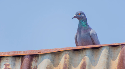 Wild pigeons have light gray hairs. There are two black bands on each wing. But both wild birds and birds have a variety of colors