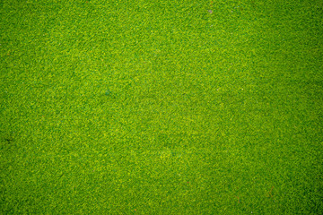 Green grass flooring for living