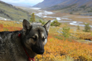 Shepherd dog in the Altai Mountains