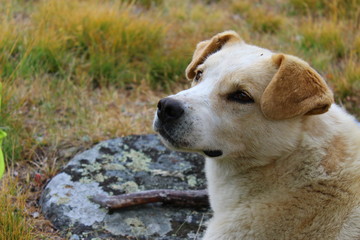 Shepherd dog in the Altai Mountains