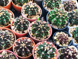 Top view of Green and Purple Cactus in the flowerpot planting in soil with the rock in outdoor garden, home decorative concept, vintage style creative. Selective focus.
