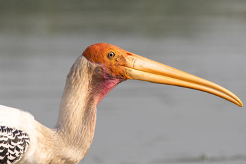 close up view of Painted stork in waters of Bhigwan Pune