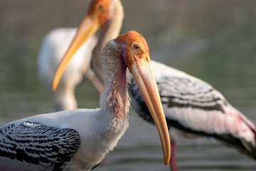 close up view of Painted storks in waters of Bhigwan Pune