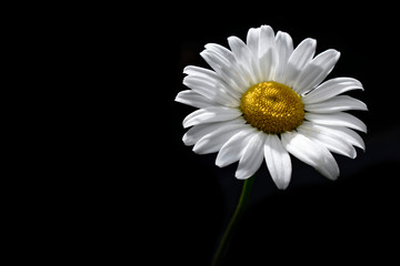 Fototapeta premium daisy isolated on white background