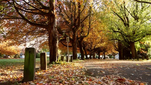 Autumn in Trout Lake | Vancouver British Columbia Canada.