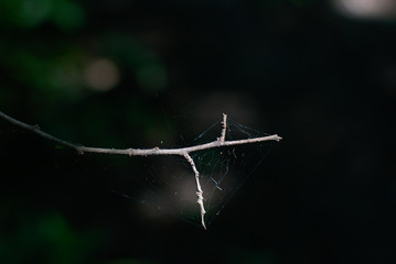 Rama de arbol con telaraña sobre un fondo negro