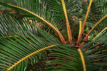 Green leaves pattern,leaf palm tree,Cycadaceae or Cycas revoluta or  Japanese sago