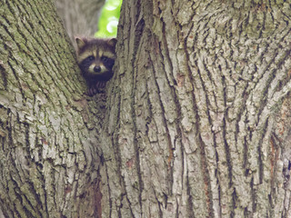 baby raccoon in crotch of tree