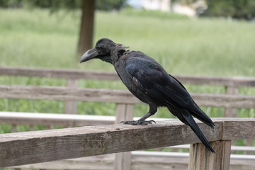 ハシブトガラス