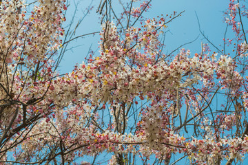 Cassia javanica, Pink shower, Java cassia, Apple blossom tree or Rainbow shower tree flower and blue sky background. is a species of tree in the family Fabaceae. Its origin is in Southeast Asia.