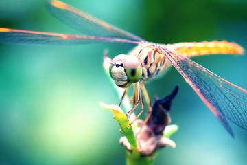 orange dragonfly standing by wood with nature background - obrazy, fototapety, plakaty