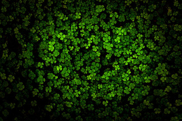 Green leaves pattern,leaf Shamrock or water clover background