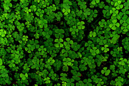 Green leaves pattern,leaf Shamrock or water clover background