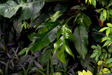 Green leaves pattern,leaf monstera in the forest for nature background © sirawut