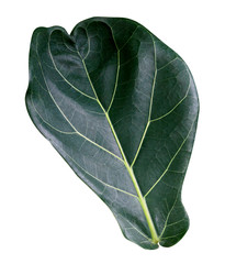 Green leaves pattern of tropical leaf plant isolated on white background,include clipping path