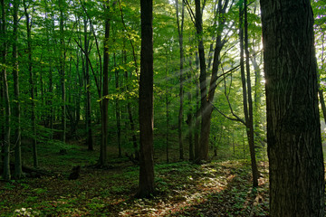 path in the forest