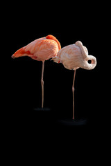 Fototapeta na wymiar Pink flamingo on a black background