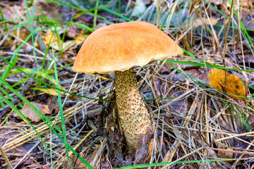 Mushroom Boletus or Redhead